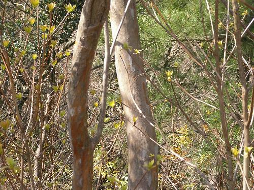 リョウブ 樹皮は薄くはがれて黄褐色になる
白がまだら