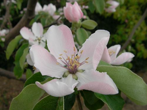 マルメロ 春 白い花 ややピンク