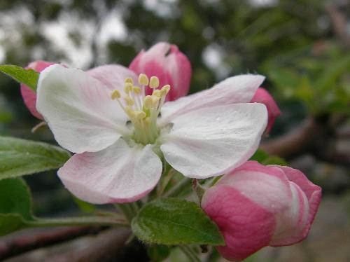 リンゴ 春 白ピンクの花