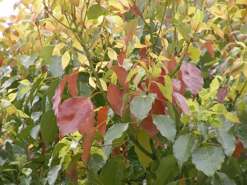 クスノキ 卵形 互生 全縁 新緑のころ紅葉する