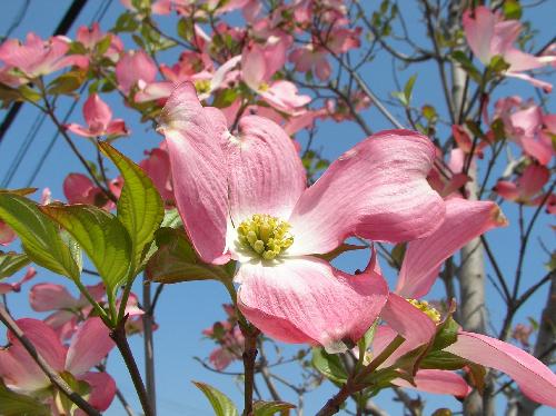 ハナミズキ 春 ピンクの４弁花