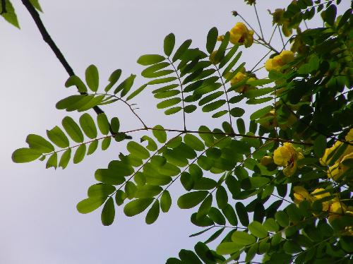 ジャケツイバラ 羽状複葉　互生　全縁　小葉は倒卵形