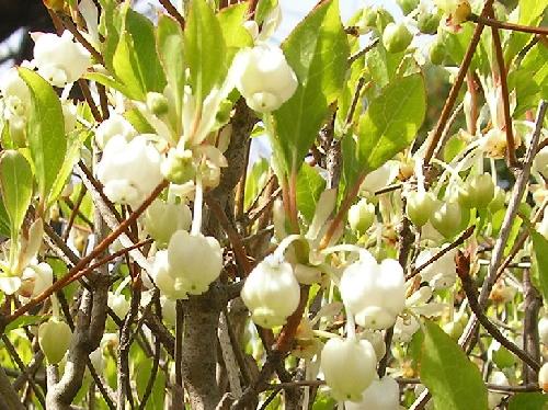 ドウダンツツジ 春 白くて小さいチョウチンのような花