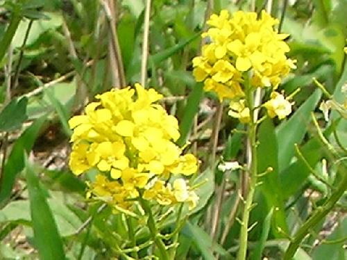 ハルザキヤマガラシ 春 黄色い花