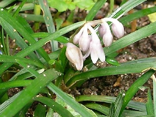 オオバジャノヒゲ 初夏　小さな白い花