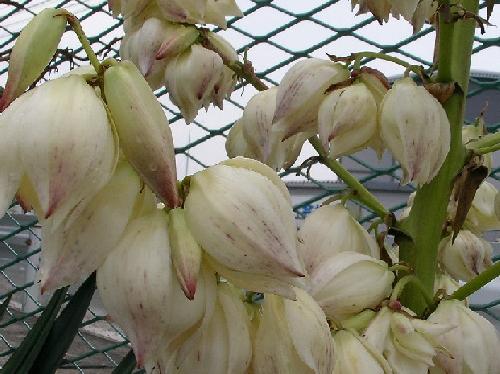 アツバキミガヨラン 冬 白い花