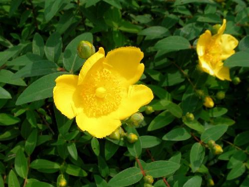 キンシバイ 晩春～初夏 鮮やかな黄色の花