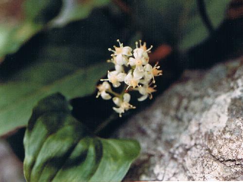 マイヅルソウ 夏 白い小さな花