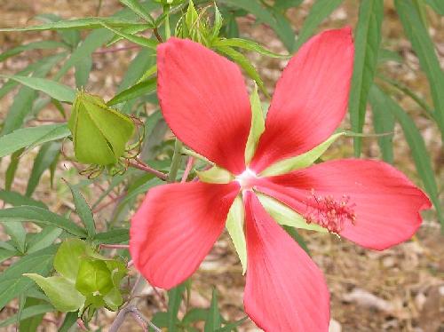モミジアオイ 夏 赤い花