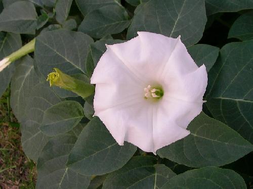 ケチョウセンアサガオ 夏 白い花