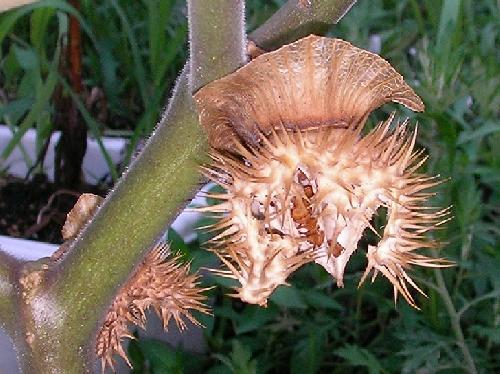 ケチョウセンアサガオ 夏　実は熟すと褐色になり割れて中から茶色い種子が出てくる