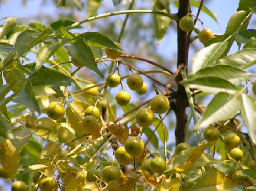 センダン 秋　楕円形の実が黄色に熟す