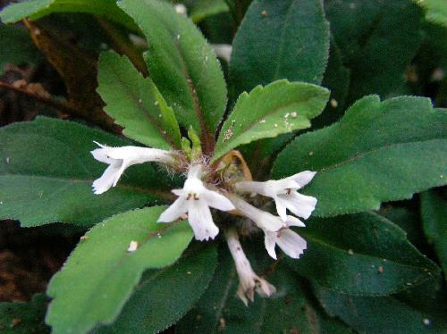 シロバナニシキゴロモ 春　白い花