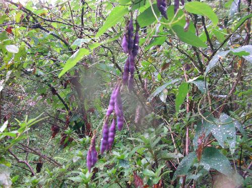 ノササゲ 秋　紫色の豆果