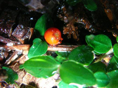 ツルアリドオシ 秋～冬 小さな球形の実は赤く熟す