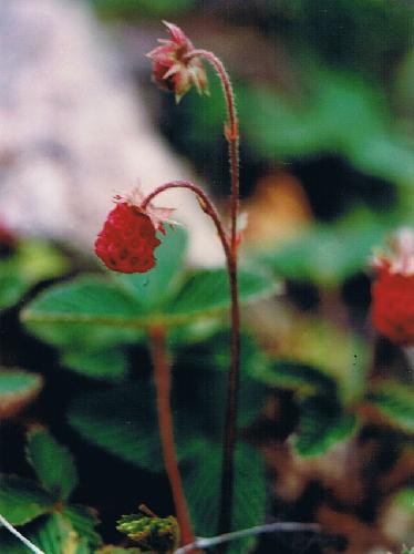 シロバナノヘビイチゴ 夏 小さな赤い実