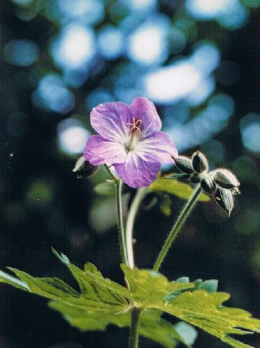 タカネグンナイフウロ 夏 紫色の５弁花