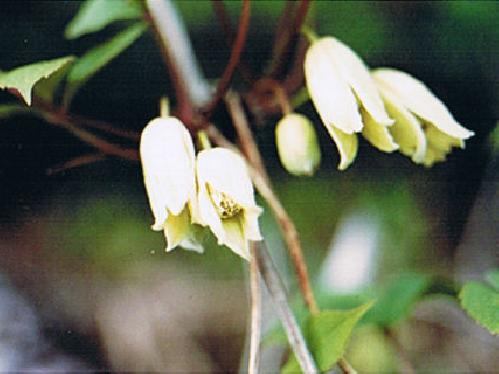 トリガタハンショウヅル 春 白い（クリーム色）花
