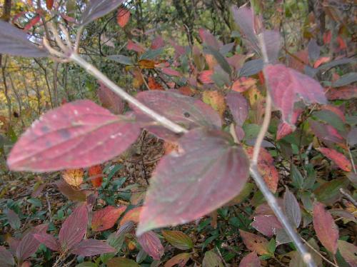 ヤマシグレ 対生 卵形 浅い鋸歯
秋　赤く紅葉