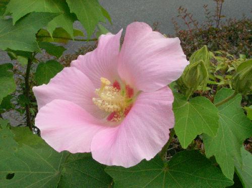 フヨウ 夏 大き目のピンクの花