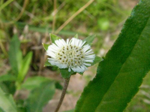 タカサブロウ 夏 小さな白い花