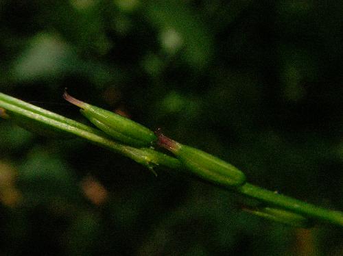 ハエドクソウ 秋　茶褐色に熟すイノコヅチに似た種子
ヒッツキムシ