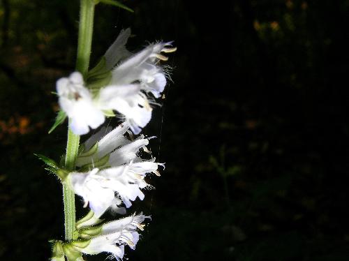 シロバナアキノタムラソウ 夏秋 白い花