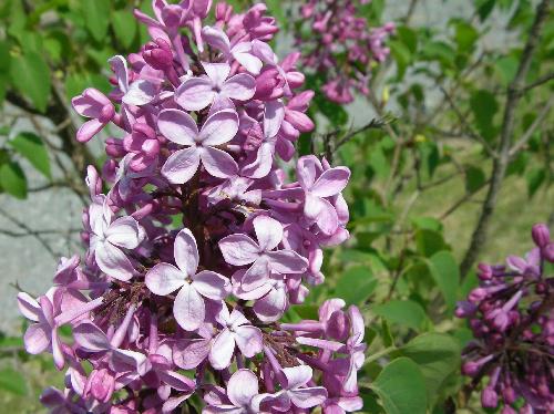 ムラサキハシドイ 春 紫色の小さな四弁花