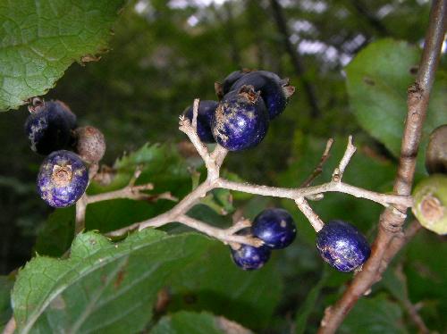 タンナサワフタギ 秋 球形で青紫色の小さな実