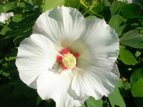 フヨウ 夏 大き目の白い花