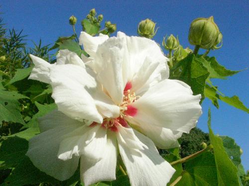 フヨウ 夏 大き目の白い花
八重咲き