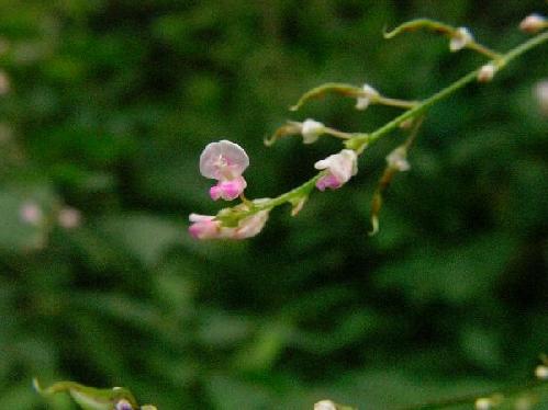 ヌスビトハギ 夏～初秋 ピンクの小さな花