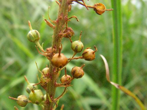 オカトラノオ 夏 褐色に熟す小さな球形の実