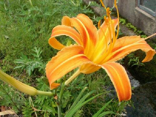 ノカンゾウ 夏 オレンジ色の花