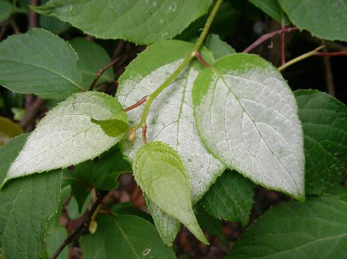マタタビ 互生 広卵形 鋸歯
開花時期の新しい葉は白くなる