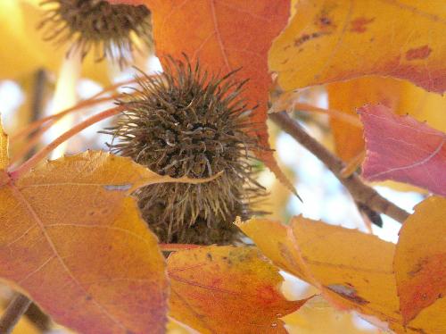 タイワンフウ 秋 球形でトゲトゲの実　茶褐色