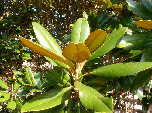 タイサンボク 楕円形の大きな葉裏には毛が生えており白茶褐色　互生　全縁