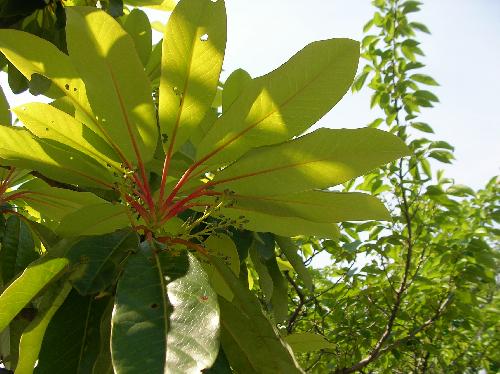 ユズリハ やや大きな細長い楕円形 全縁互生開花時に黄色に紅葉