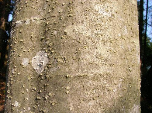 イチイガシ 若木の樹皮　緑灰褐色で所々に出っ張りがある