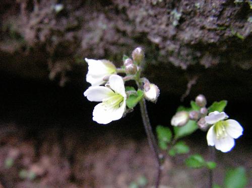 マルバコンロンソウ 春 小さな白い花