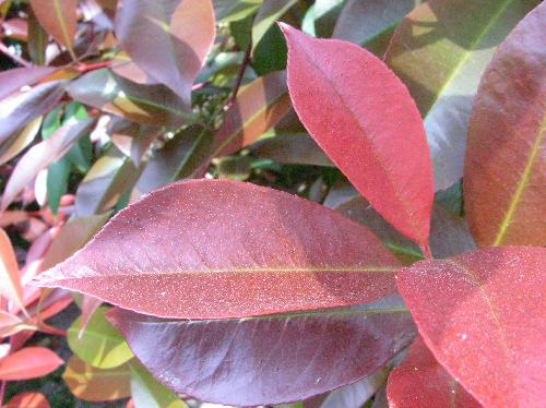 ベニカナメ 新しい葉は赤い倒卵形 互生 全縁