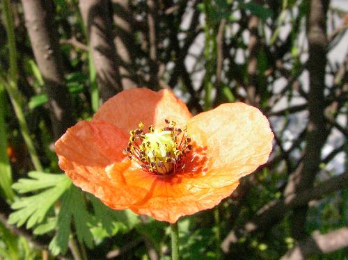 ナガミヒナゲシ 春～初夏 赤橙色の４弁花