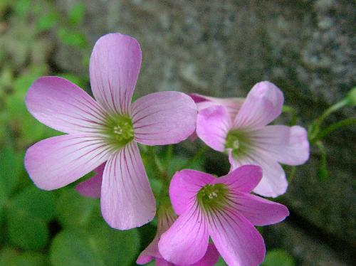 ムラサキカタバミ 春夏 小さなピンクの花