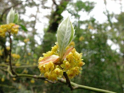 クロモジ 春 黄緑色の花