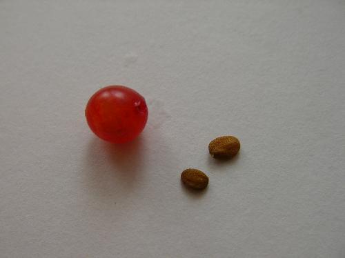 ウグイスカグラ 赤い実には扁平な楕円形の種子が２個入っている