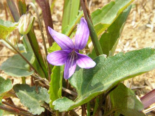 ヒメスミレ 春 紫色
花弁の幅が狭い