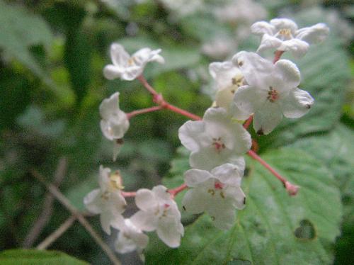 オトコヨウゾメ 晩春　小さな白い花