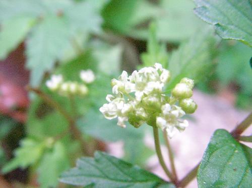 ヒメウワバミソウ 春 極小さな白い花