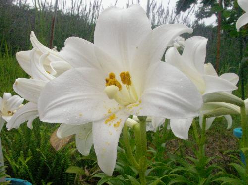 テッポウユリ 初夏 ラッパのような白い花