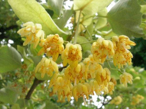 ボダイジュ 初夏 小さな黄からクリーム色の花